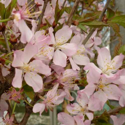 Pot Grown Prunus nipponica Ruby Dwarf Flowering Japanese Cherry Tree | ScotPlants Direct